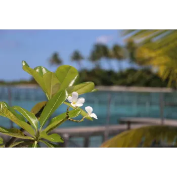 Natural Plumeria Plant